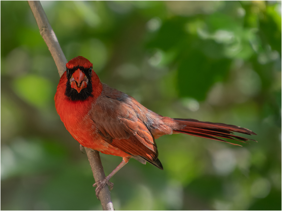 Roth Steven Angry Bird Nature   Ornithological   Class A 20260225